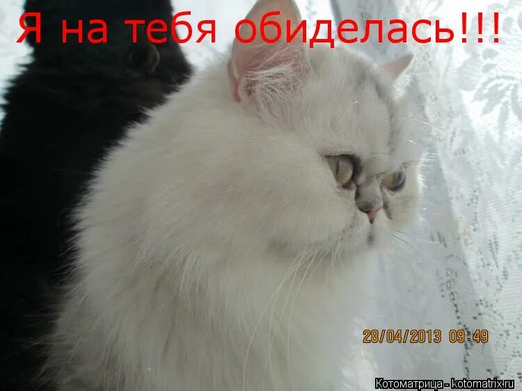 Z yf. Прикольные стикеры. Классные женские футболки. Z yf. Я на 98 процентов ангел но уж эти 2 процента.