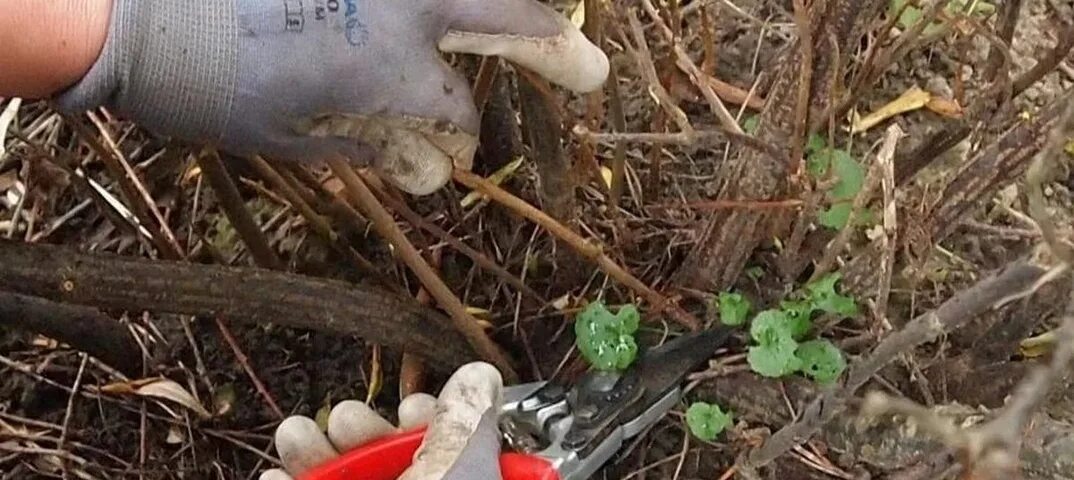 Когда обрезают кусты смородины после сбора урожая