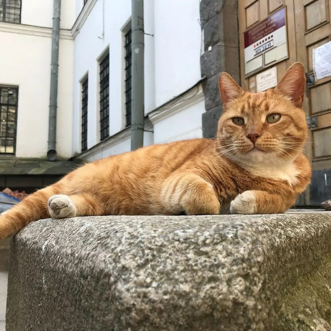 Коты выборга. Коты выборга