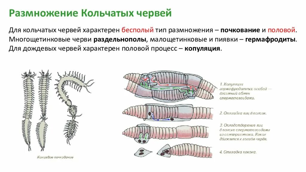 Развитие с метаморфозом дождевой червь. Процесс размножения кольчатых червей. Половая система и размножение кольчатых червей. Схема размножения кольчатых червей. Половая система дождевого червя.