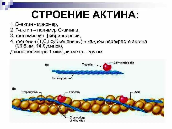 Актин состоит