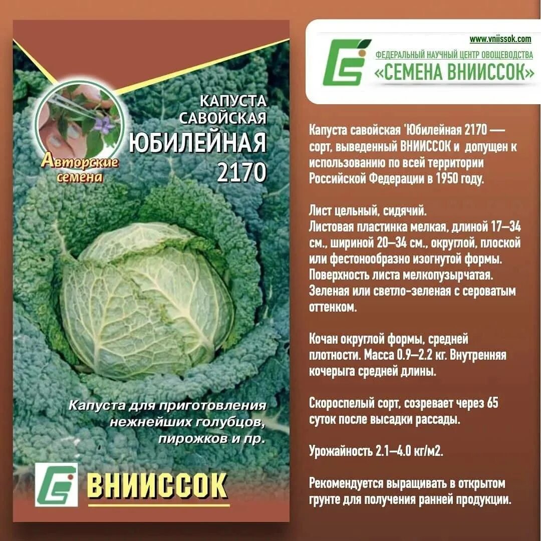 Какую капусту лучше посадить. Капуста савойская Московская Кружевница. Сорт капусты Юбилейный f1. Савойская капуста семена. Капуста белокочанная f1 Женева.