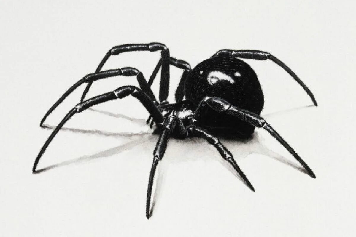 Черный паук хорошо. Каракурт паук. Latrodectus mactans чёрная вдова. Каракурт черная вдова. Паук белый Каракурт.
