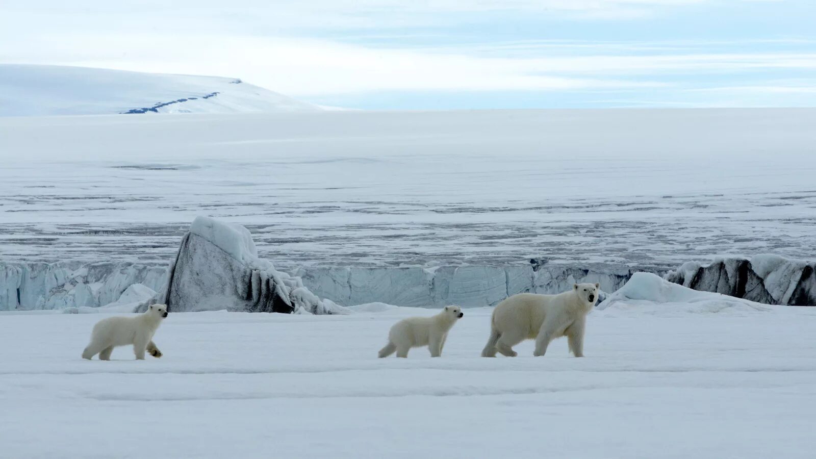Шпицберген белые медведи. Остров Врангеля белые медведи. Остров Врангеля Северное сияние. Белые медведи в Антарктиде.