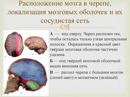Черепной пол