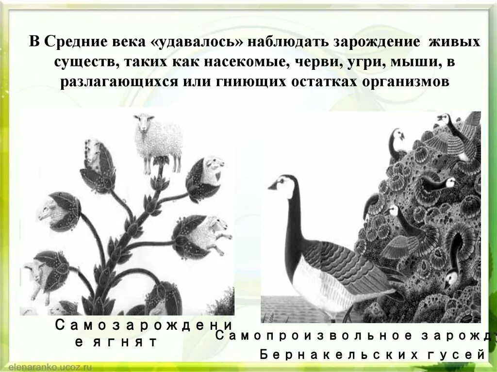 Теория самопроизвольного зарождения. Концепция самопроизвольного зарождения жизни. Гипотеза самопроизвольного зарождения. Концепция самозарождения жизни.