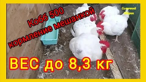 Бройлер 40 дней