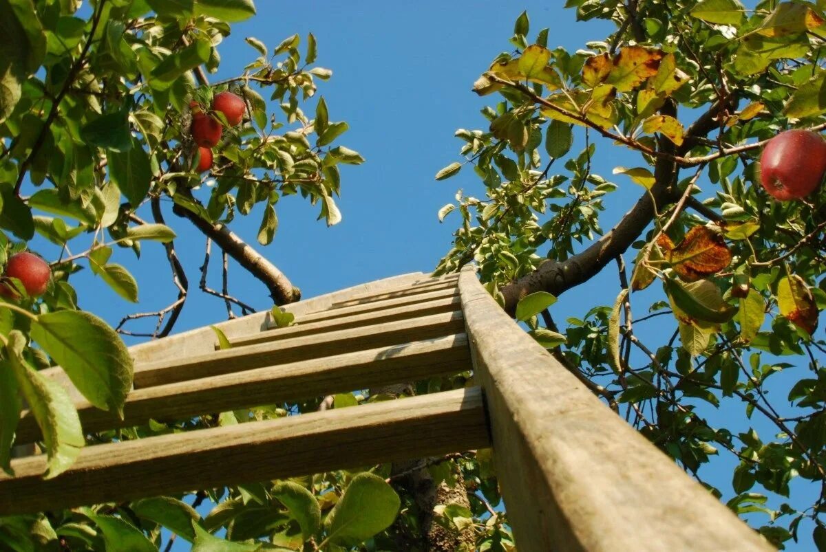 Яблони ньютона». Яблоки в саду. Дерево яблони жарден. Яблони мондштат. Яблоневый сад.
