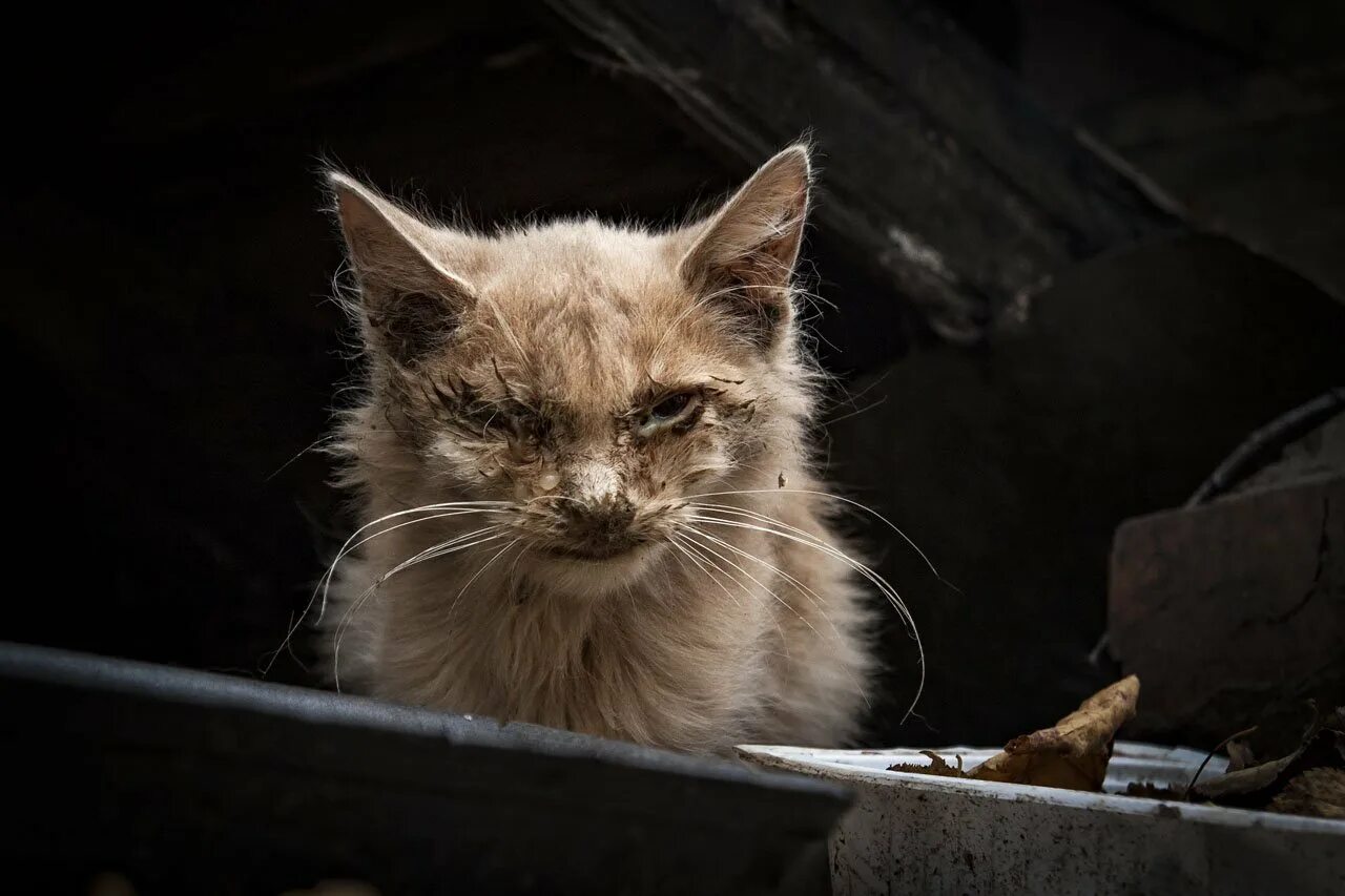 Страдающий кот. Панлейкопения (Кошачья чума). Несчастные котики. Бездомные кошки.
