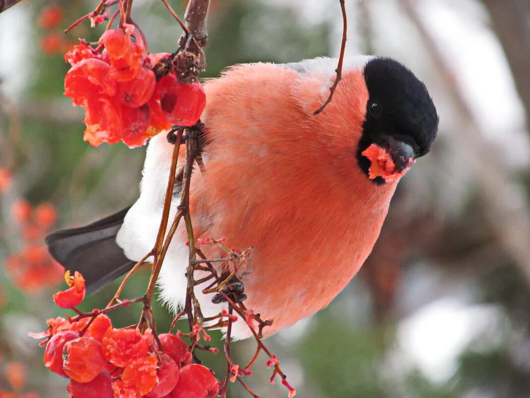 снегири на ветке. снегирь обыкновенный pyrrhula pyrrhula. снегирь и свиристель зимующие птицы. где ночуют снегири зимой. где ночуют снегири зимой.