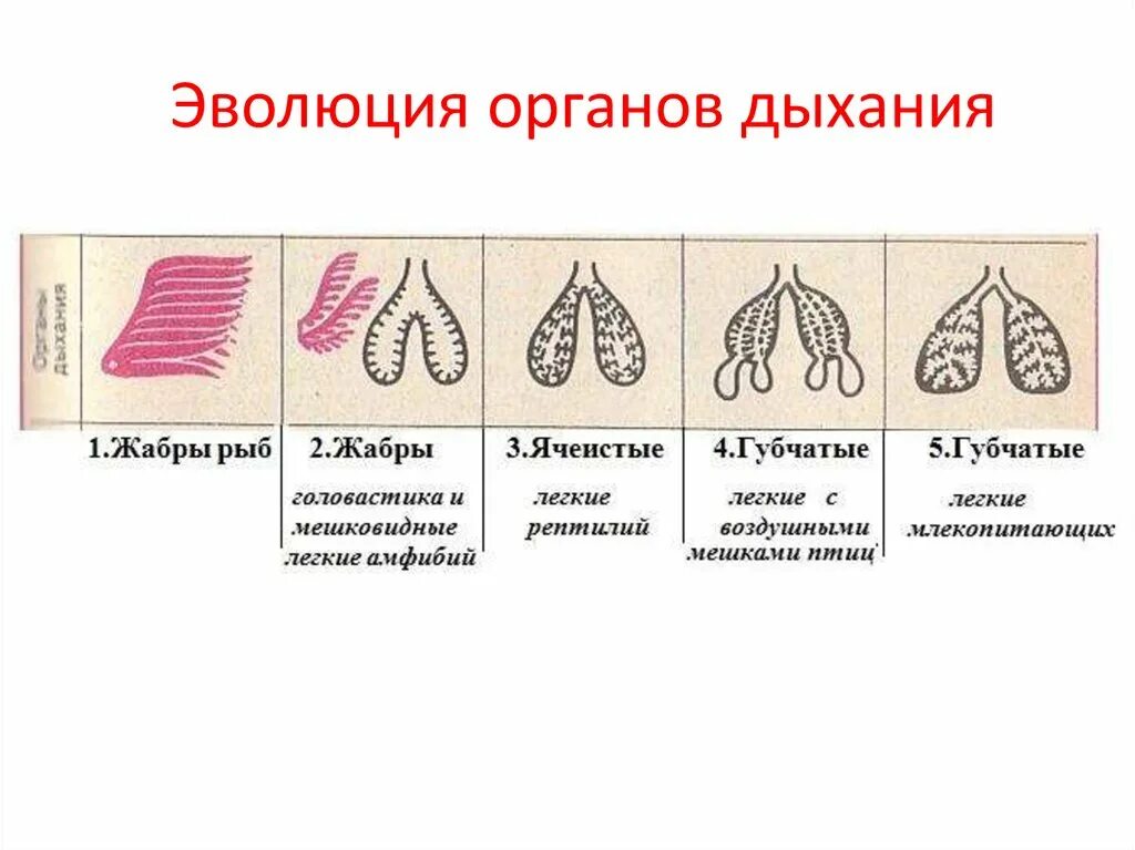 Ячеистые легкие особенности