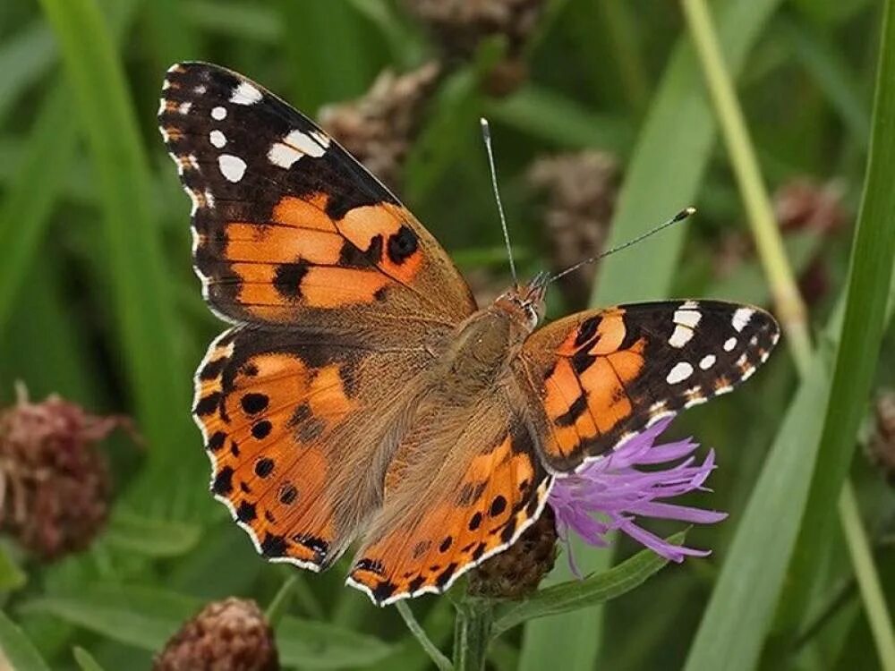 Бабочка репейница. Бабочка репейница почему так назвали. Butterfly package. Репейница vanessa cardui. Бабочка репейница дальний восток.