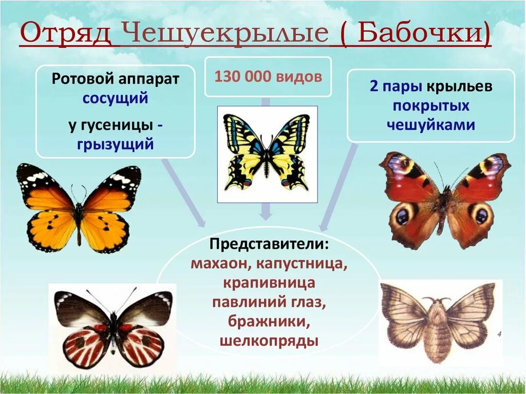 Бабочка желтушка описание. Отряд чешуекрылые представители ночные бабочки. Бабочка траурница, лимонница,адмирал,крапивница. Отряд чешуекрылые или бабочки представители. Какое значение имеет яркая окраска дневных бабочек.