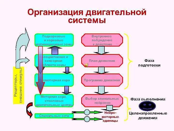Сенсорная система состоит из отделов. Схема организации двигательной системы. общий план организации двигательной системы. двигательная система физиология. подсистемы двигательной системы физиология.