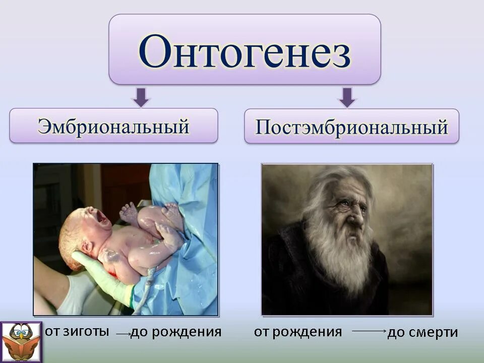 Онтогенез. Эмбриональное и постэмбриональное развитие. Онтогенез человека. Эмбриональный и постэмбриональный период.