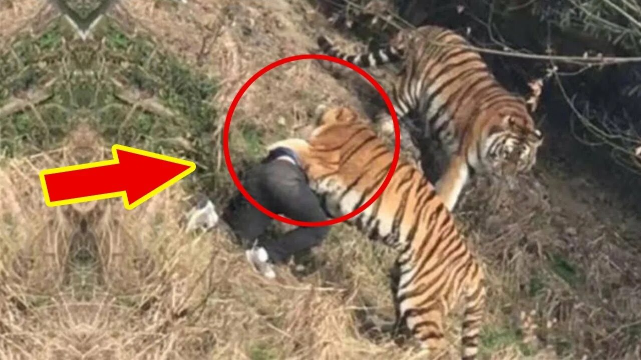 Как он нападает. Амурский тигр нападение. тигр нападает на человека в зоопарке.
