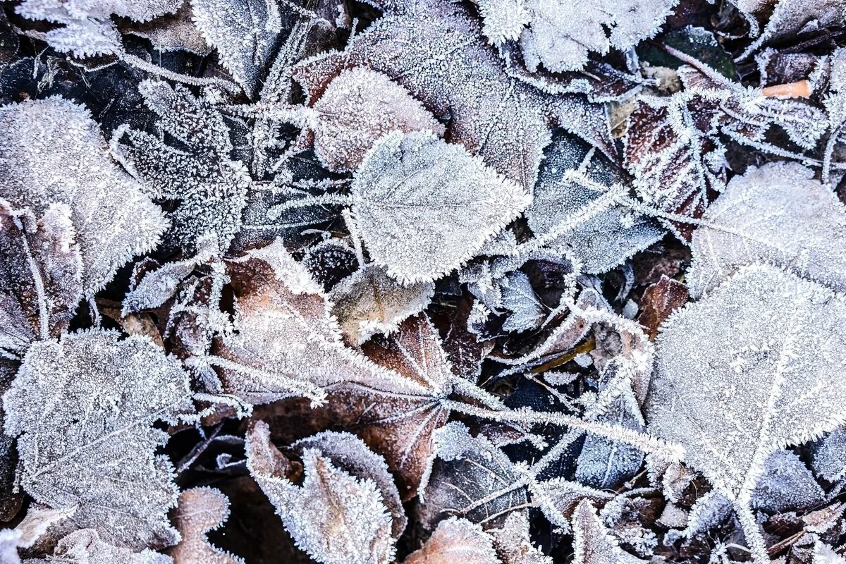 Звук заморозки. Зимние ткани. Серый лист зима. Заморозки к зиме относятся. Металл зимой листья.