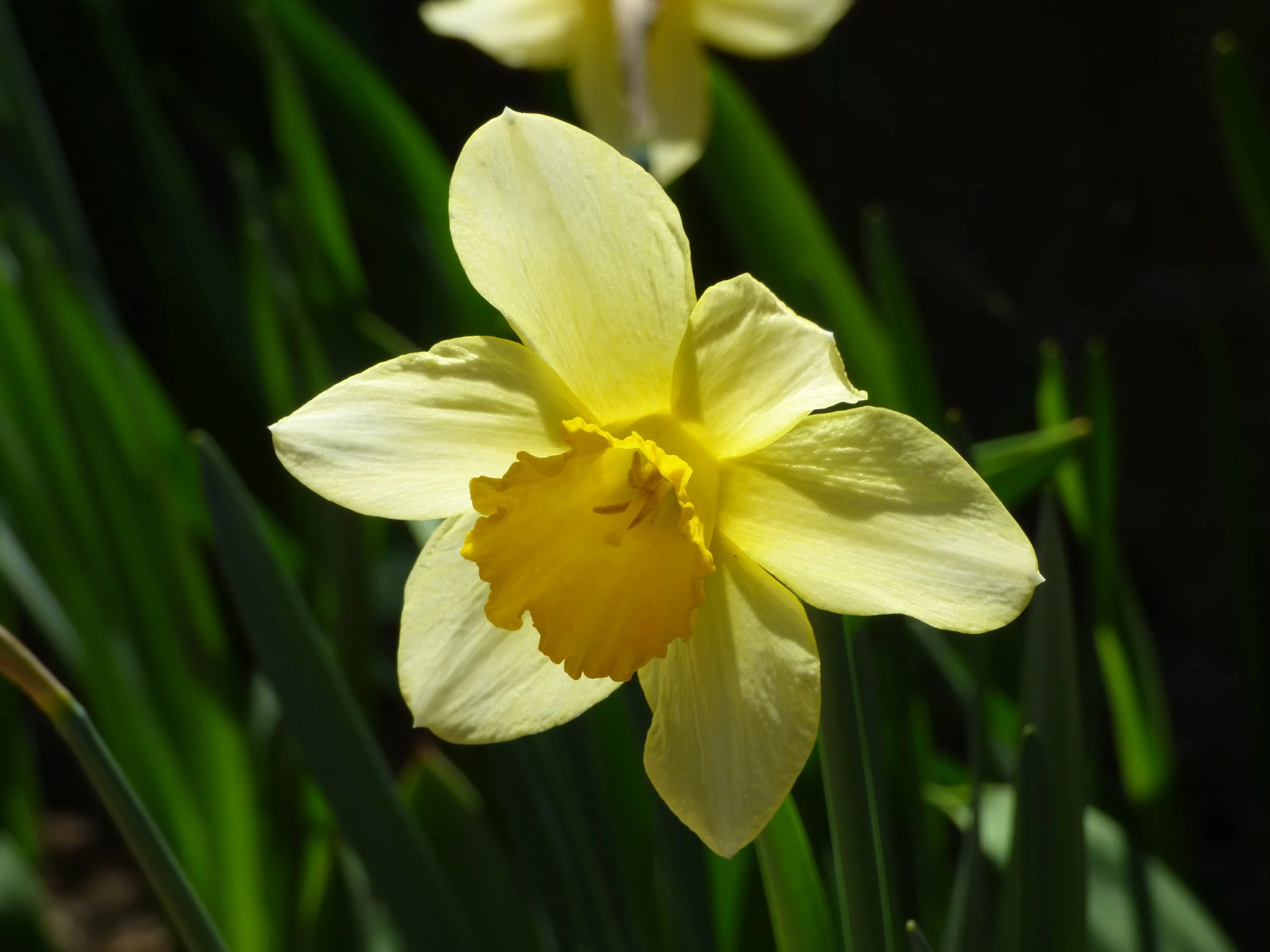 Нарцисс какое растение. Нарцисс сент Патрикс дей. Daffodil Нарцисс. Нарцисс спринг Грин. Нарцисс (растение).