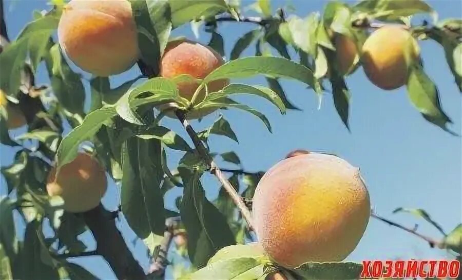 Можно вырастить персик из косточек. Нектарин из косточки. косточка персика. одноклассницы и их персики. кости персик земля.