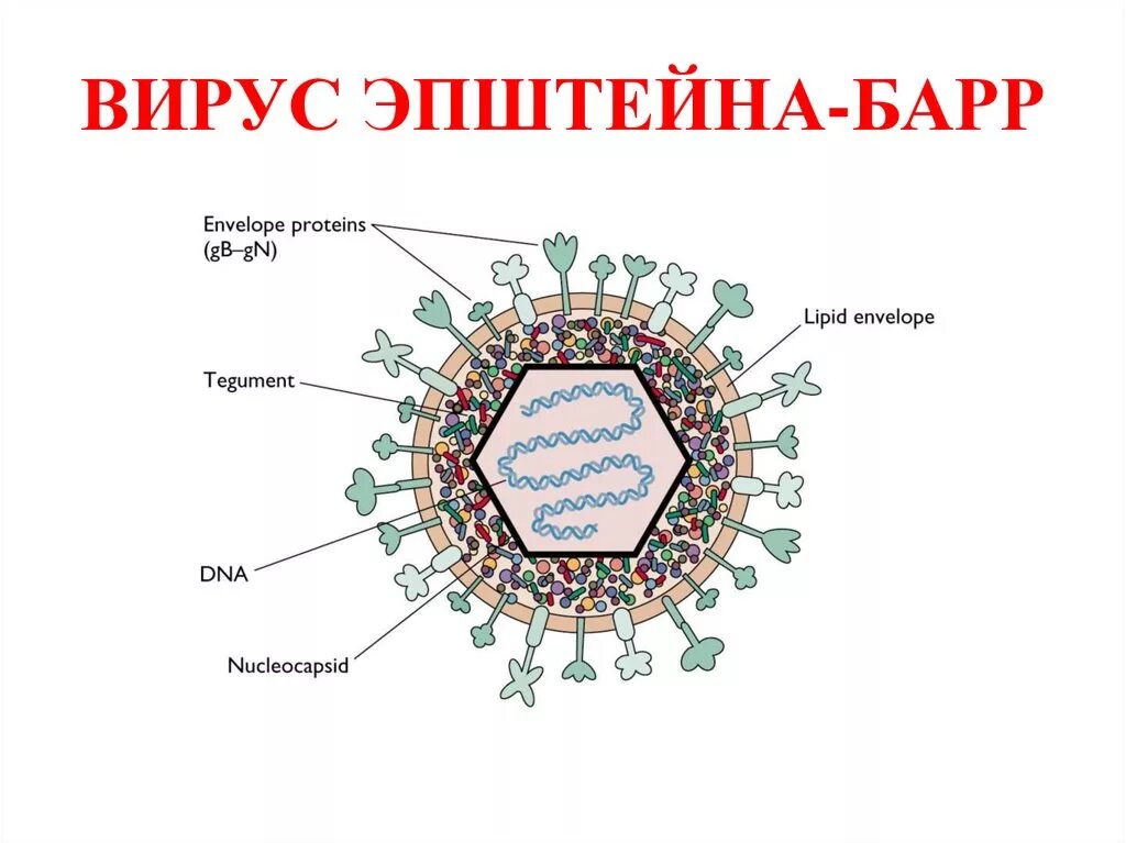 Вирус баре. Строение вируса эпштейна-барр. структура вируса эпштейна барра. антигены вируса эпштейна-барр. вирус эпштейна барра строение.
