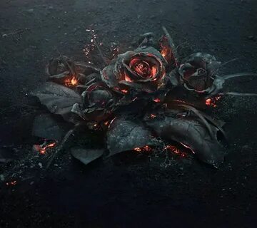 Black rose 2