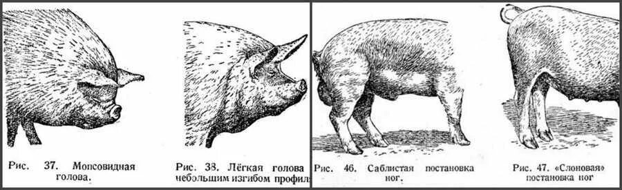 Уровень свиньи. Пороки экстерьера свиней. Искривление конечностей у свиней. Свинья.