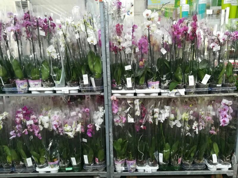 Купить орхидею в сочи. Орхидеи склад. Орхидея в магазине. Орхидея в цветочном магазине. Оптовая база орхидей.