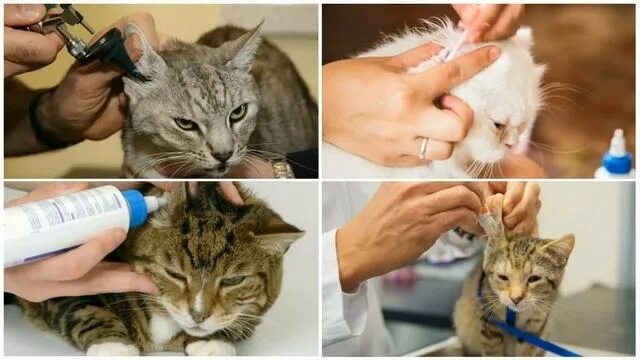 Ушной клещ у кошек как выглядит ухо Дерматология