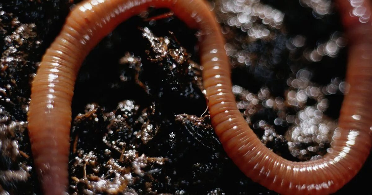 Дождевой червь обитатель. Дождевые черви Eisenia Fetida.