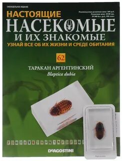 Настоящие насекомые