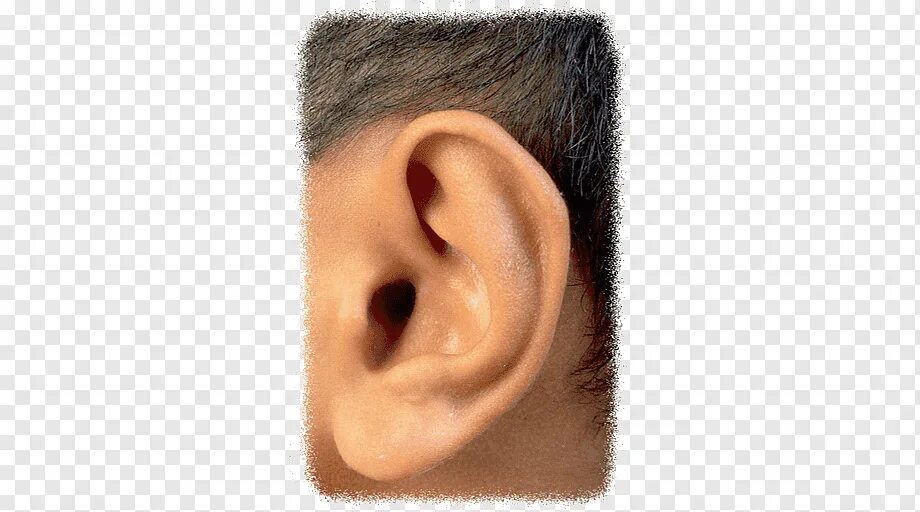 Ухо лоб. Ухо без фона. Буква у ухо. Свободные уши. Карточка Ear.