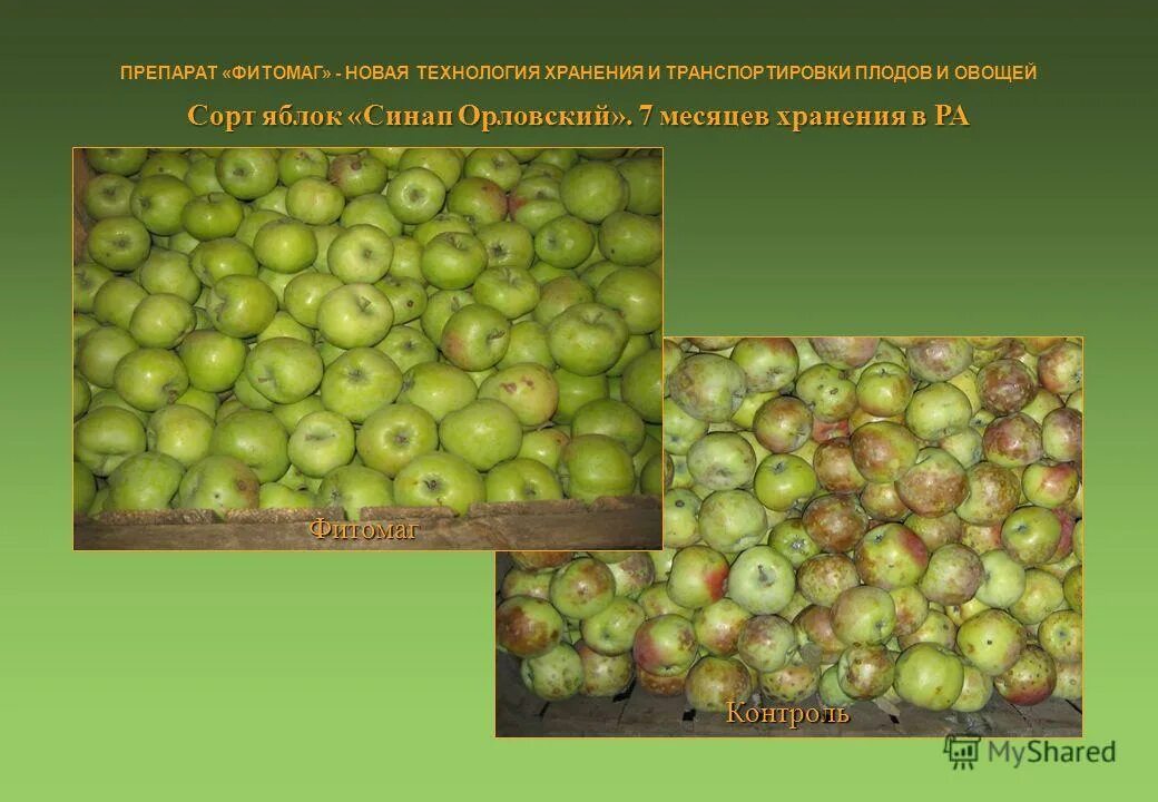 технология хранения плодов и ягод. технология хранения плодов и ягод. склад для хранения картофеля. хранение плодов и овощей. холодильная камера шоковой заморозки для ягод.