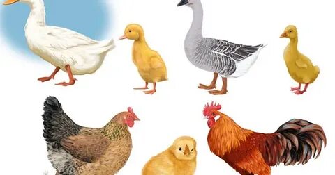 Писканың суреттері