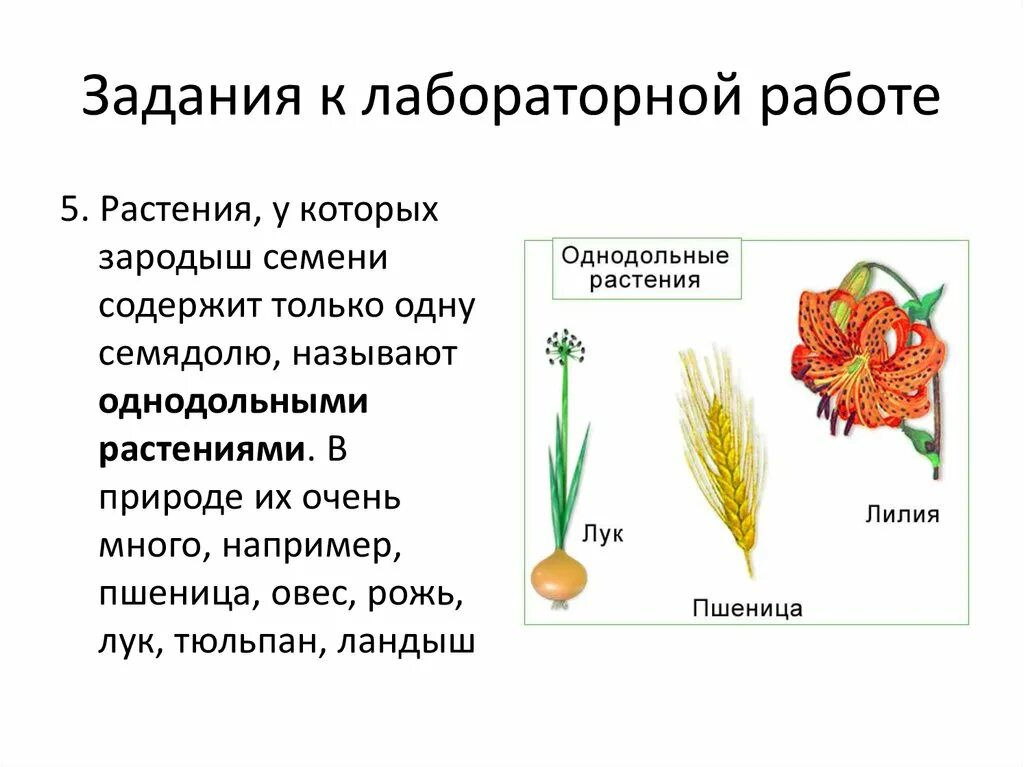 Какие цветы относятся к однодольным. Семя однодольного растения пшеница. Класс Однодольные строение.