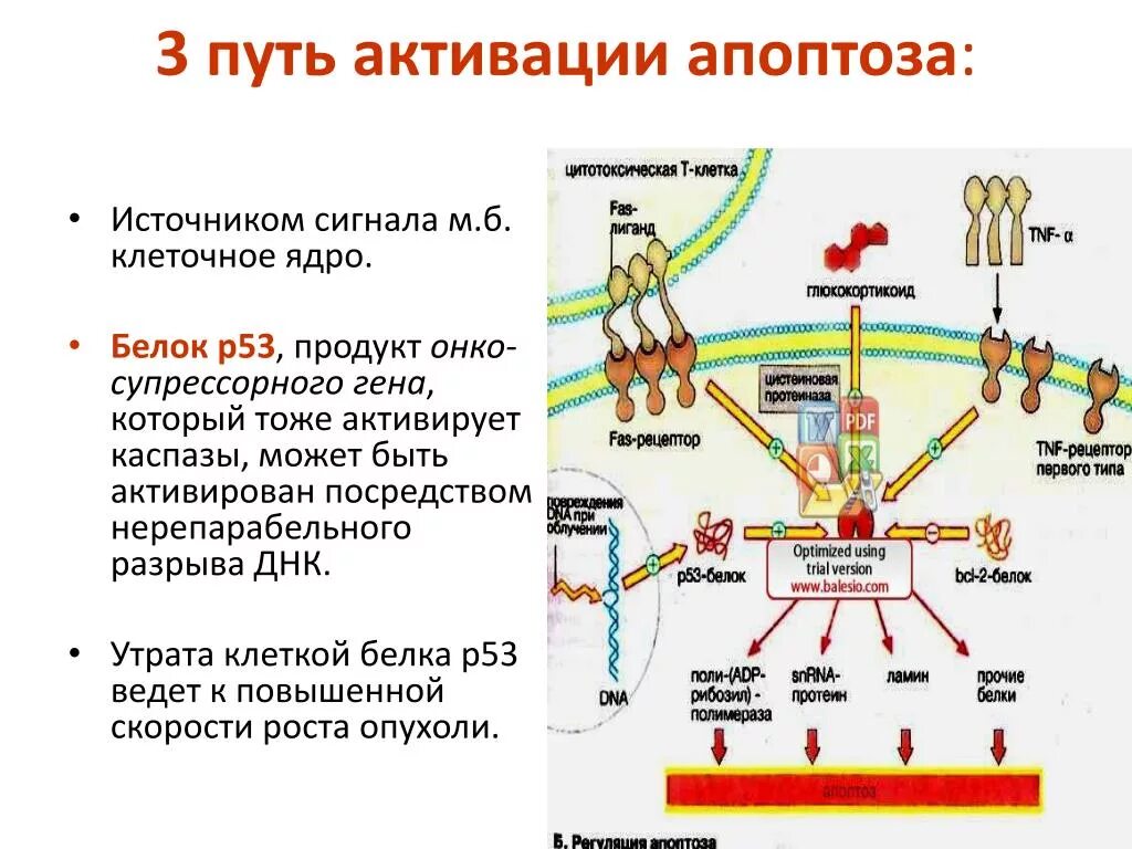 Белки активаторы. Роль белка р53 в активации апоптоза,. Белок р53 апоптоз механизм. Белок p53 апоптоз. Роль Гена р53 в регуляции клеточного цикла.