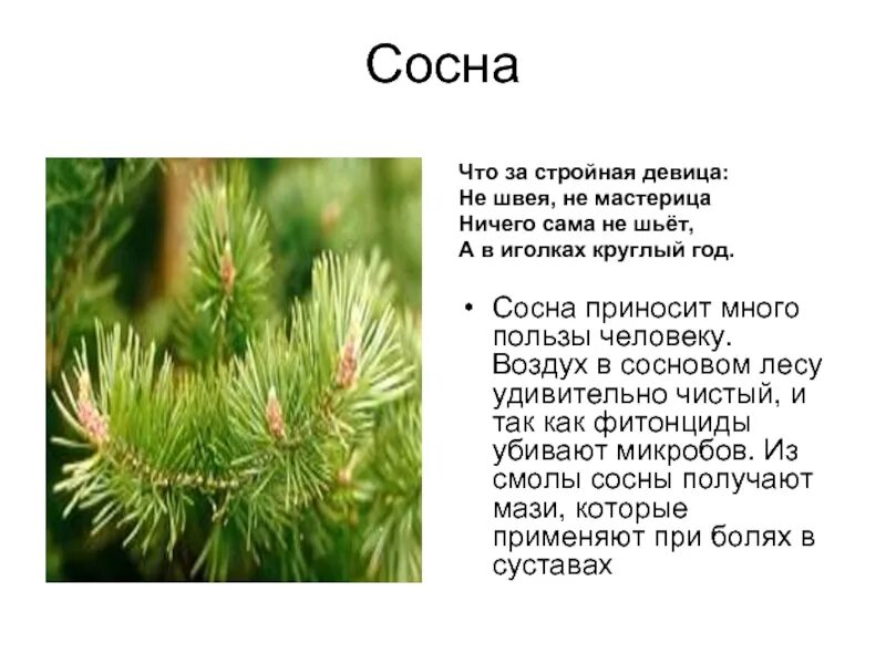 Текст про сосну. Сосна краткая информация. Сосна информация для детей. Польза сосны. Сосна слайд.