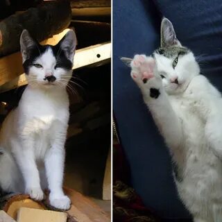 Почему некоторые кошки