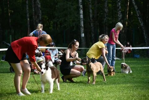 Выставки собак в омске