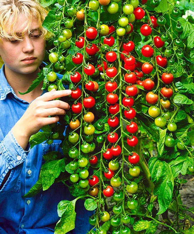 Помидор черри вишенка f1. Рапунцель помидоры семена. Томат черри вишенка. Томаты сорт вишенка. Томаты сорт вишенка.