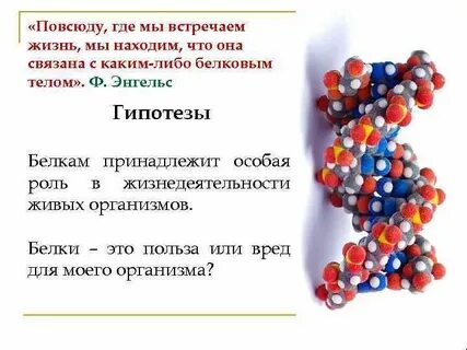 Как понять белок