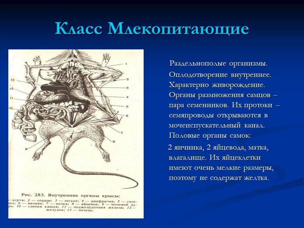 Органы размножения млекопитающих. Продление рода органы размножения. Млекопитающие раздельнополые. Живорождение характерно для млекопитающих.