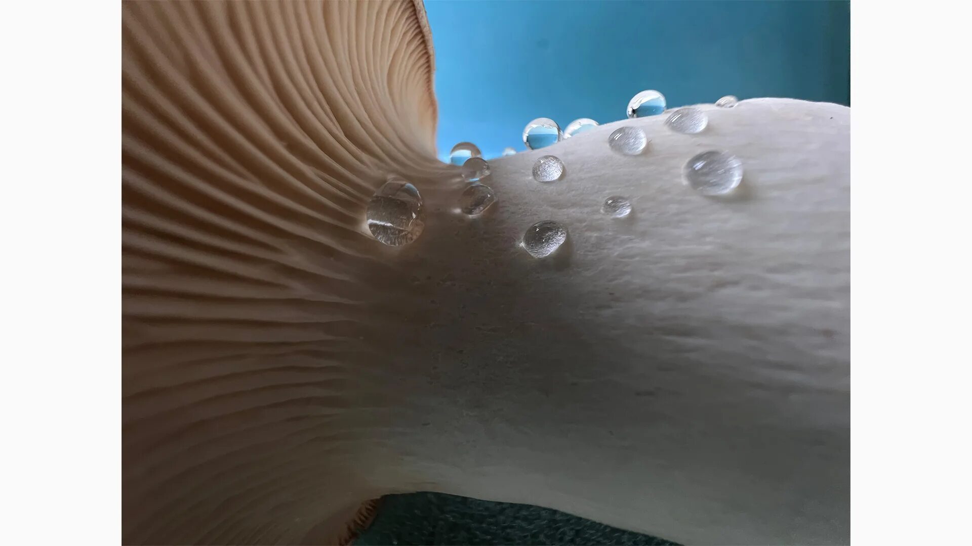 макро iphone 13 pro. макро на айфон 14 про. макросъемка на айфон 11. макро на айфон 14 про. макросъемка на айфон 13.