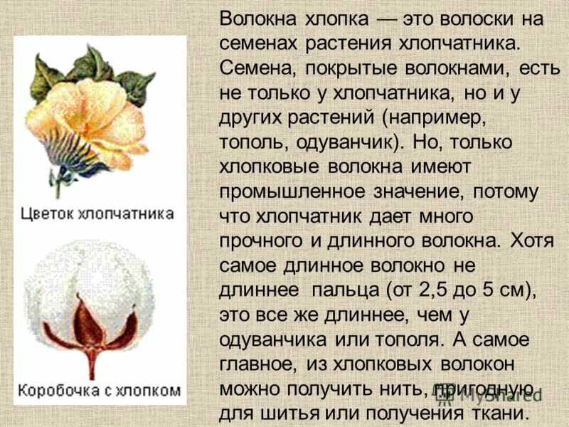 Хлопчатник это кустарник. Доклад про хлопок. Хлопчатник описание. Почему хлопок называют белым золотом. Волокна хлопка находятся в семенной коробочке.