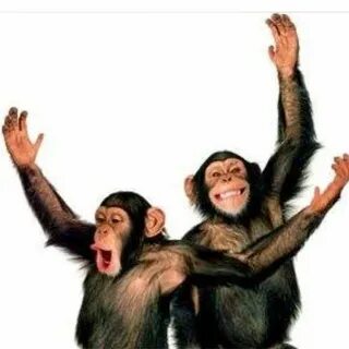 I can dance chimp