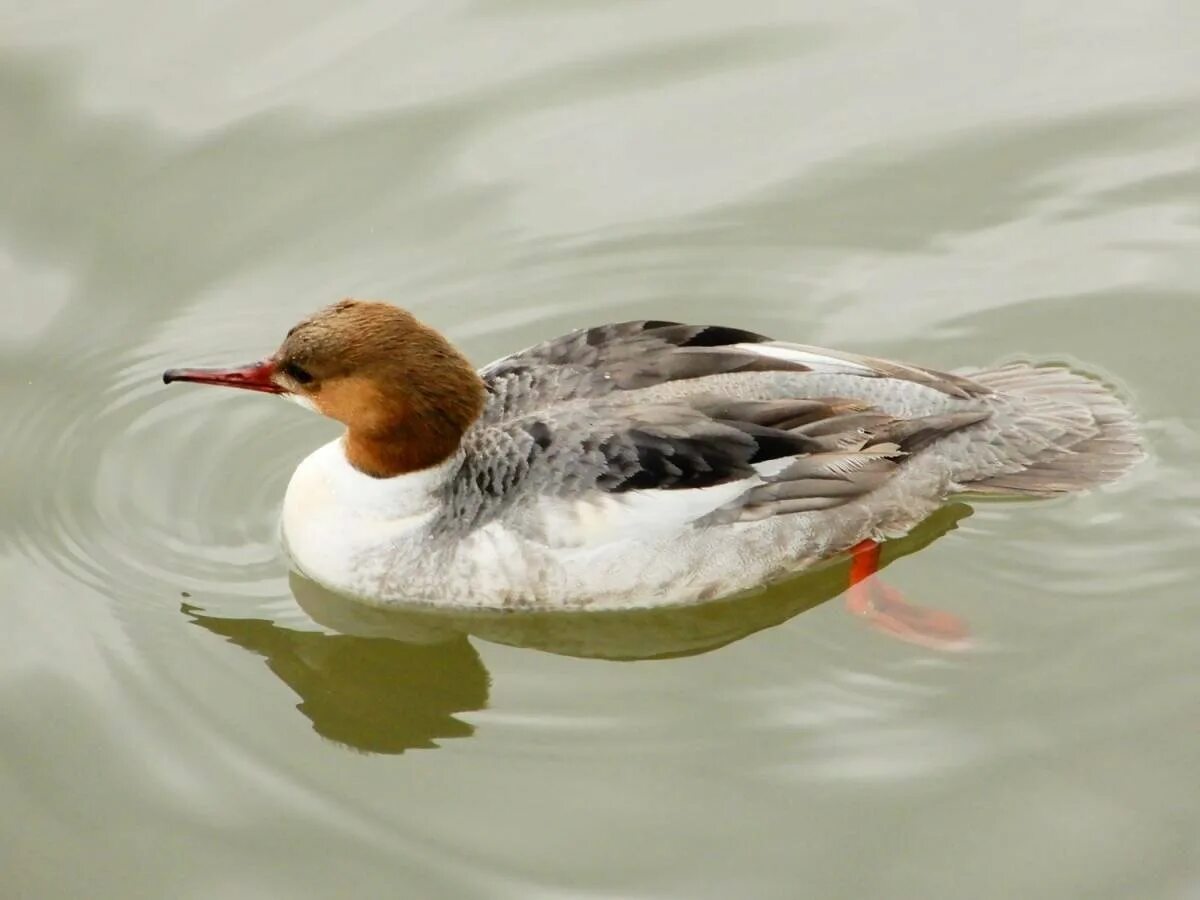 Крохаль птица. Большой крохаль Mergus Merganser. Красноголовый крохаль. Большой крохаль утка. Крохаль обыкновенный.