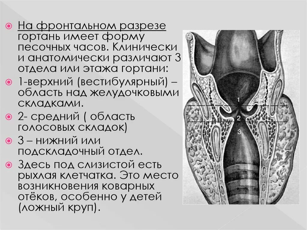 Гортань реферат. Межчерпаловидное пространство гортани. Складки полости гортани. Преддверные складки гортани анатомия.