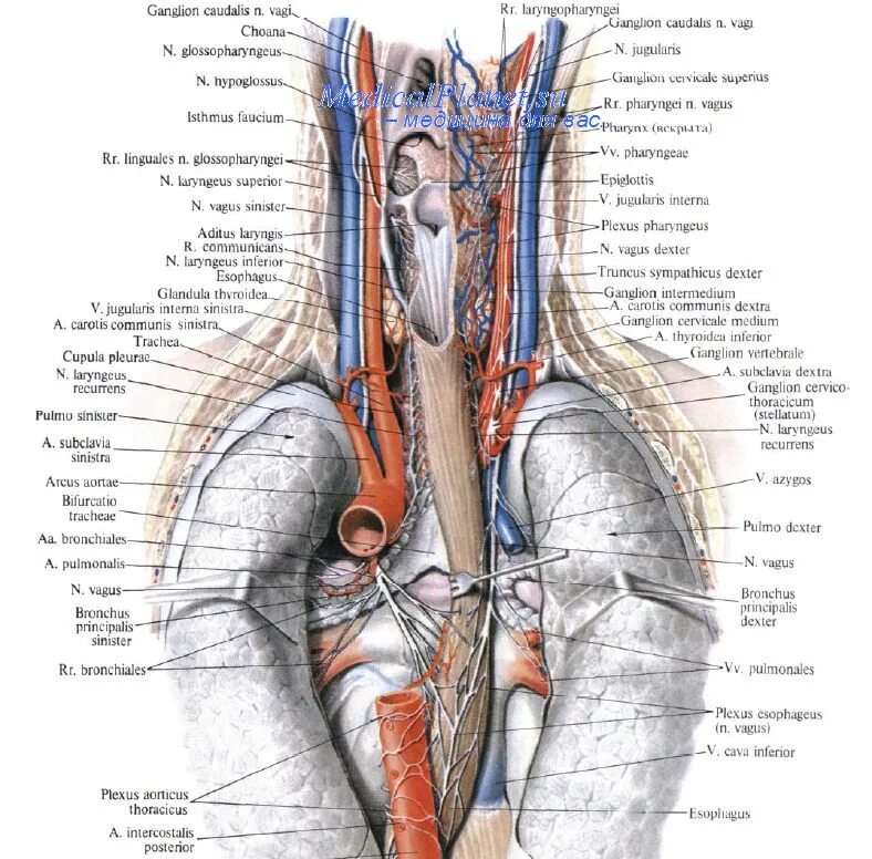 Нерв пищевода. Возвратный гортанный нерв топография анатомия. Анатомия грудного отдела блуждающего нерва. Глоточное сплетение блуждающего нерва. Диафрагмальный нерв анатомия топография.