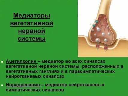 Нервные медиаторы