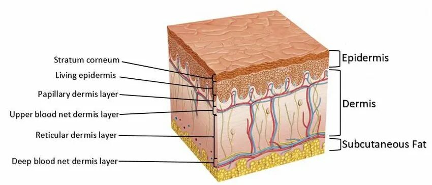 Papillary layer of the dermis. New dermis производитель. СПФ New dermis. Skin layers.