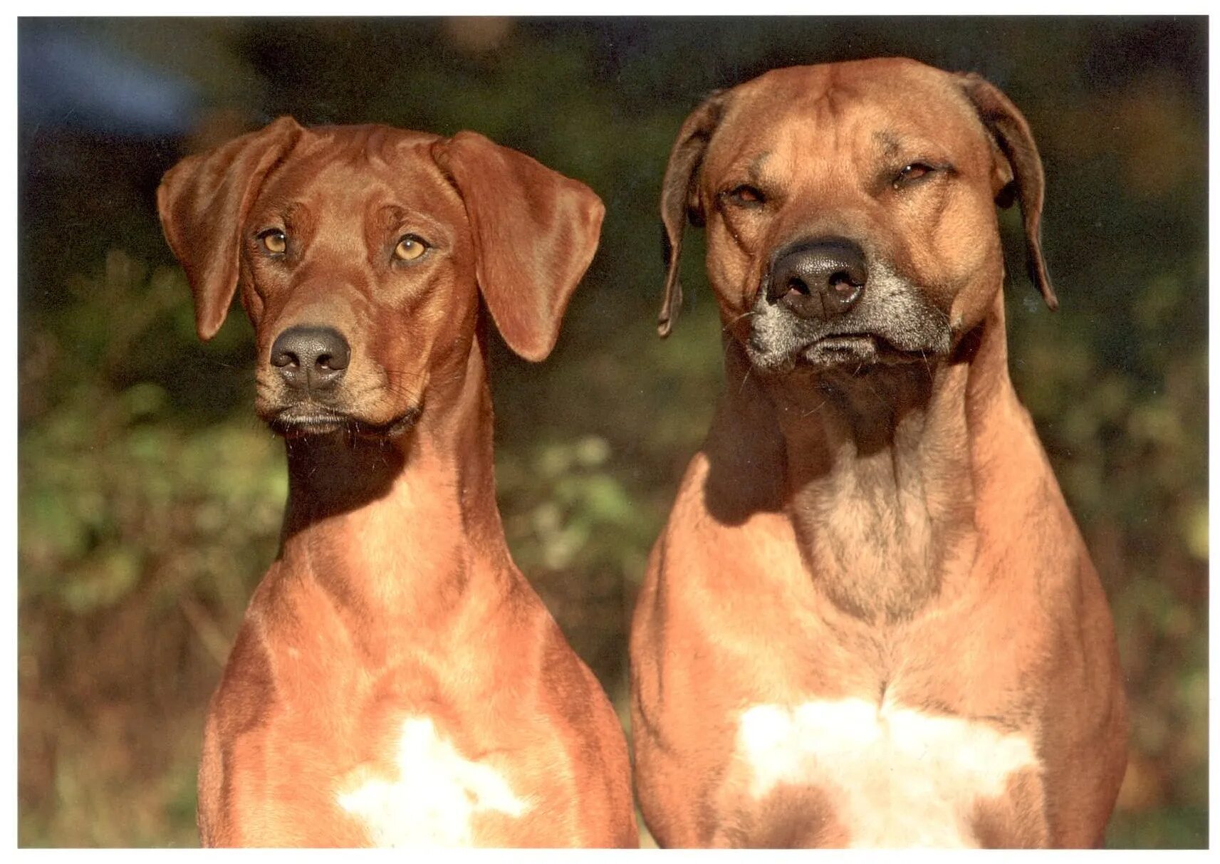 Фото кошек и собак. Желтый лабрадор щенок. Смешные надписи и вывески. Нормальная собака. Сюда собак и.